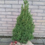 kerstboom